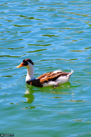 مجموعه تفریحی تپه عباس‌آباد همدان