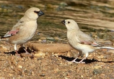 40 گونه پرنده آبزی در شیروان مشاهده شدند