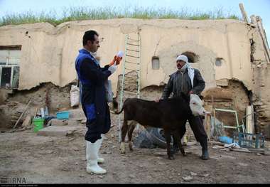 6 هزار راس دام سنگین در دیواندره واکسینه می شود