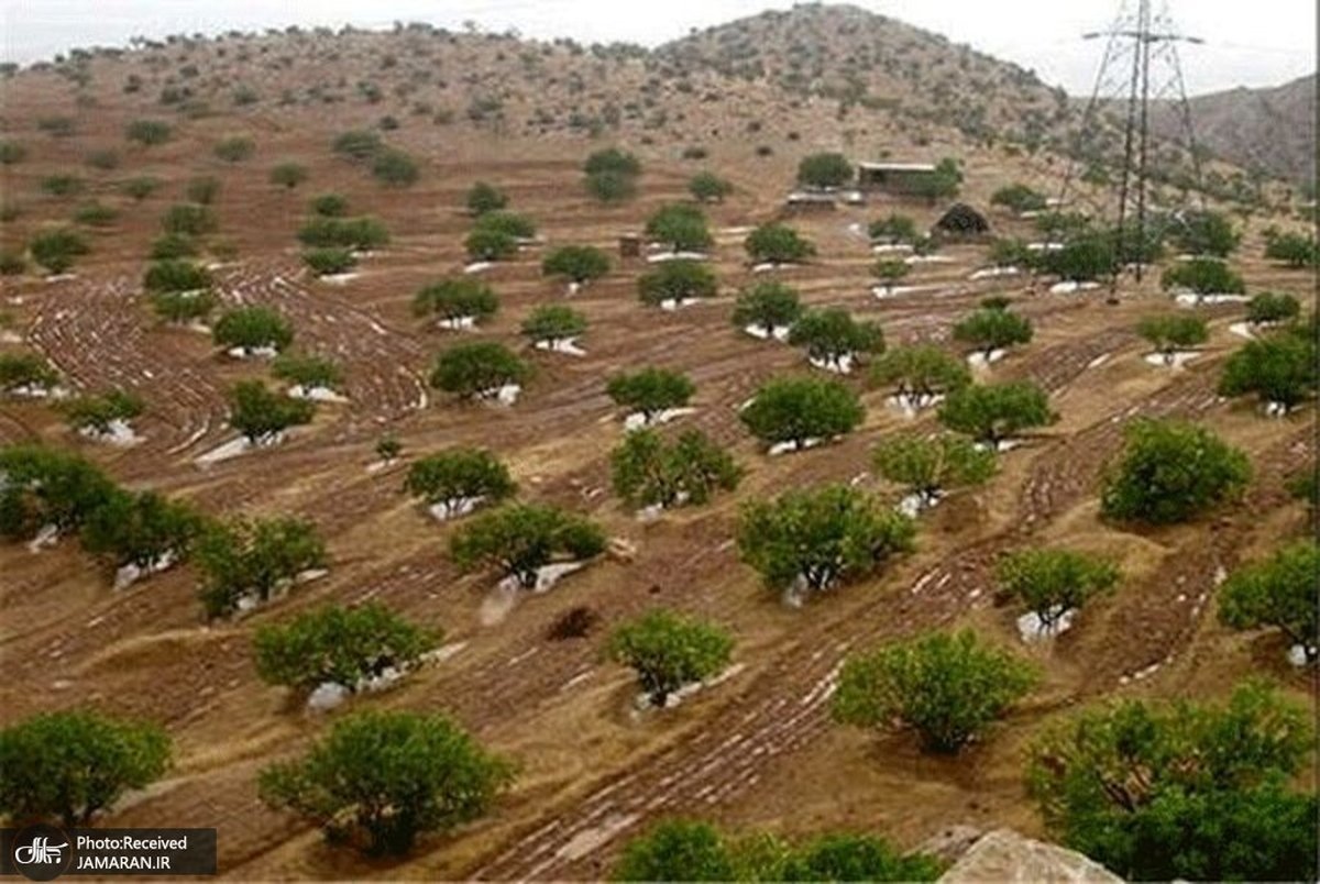 مدیرکل منابع طبیعی خوزستان: نهال‌کاری در کانون‌‌های ریزگرد غلط است/ برای رساندن آب به نهال‌ها برنامه‌ای نبود!