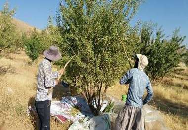 آفت زنجیره ای باغ های  بادام در تیران و کرون مهار شد