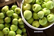پیش بینی تولید ۲۸ هزار تن سیب تابستانه در آذربایجان غربی