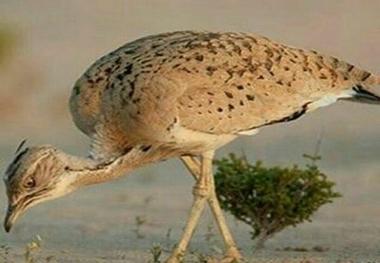 منتشر کننده عکس شکار هوبره در سراوان دستگیر شد