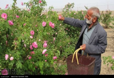 کشت گل محمدی ثبت جهانی می شود