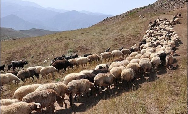 دامپزشکی کردستان در خصوص ورود دام به استان هشدار داد