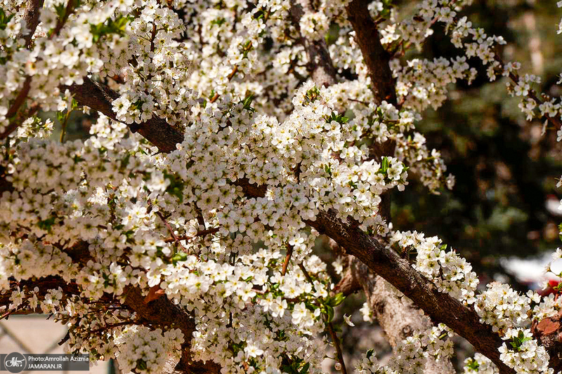 حال و هوای بهاری در حرم مطهر امام خمینی (س)