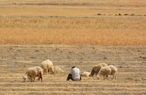 664 هکتار جو دیم در شیروان به مرحله برداشت نرسید