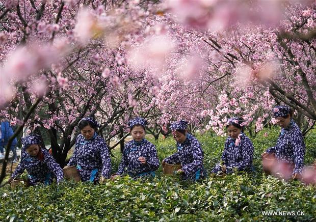 عکس/ موسم چای چینی