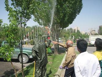 سم پاشی فضای سبز در زنجان تا پایان خرداد جریان دارد