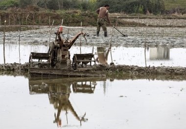 انجام شخم اول در بیش از 90 درصد شالیزار‌های گیلان