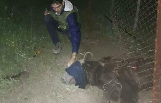 نجات خرس قهوه‌ای خوش‌شانس از تله گرازگیر در مازندران