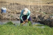 ممنوعیت برداشت برنج از مزارع آلوده به آب فاضلاب در دورود