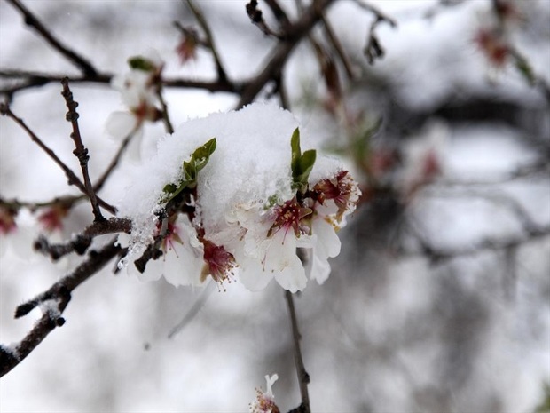 برف زمستانی شکوفه های بادام را زمین گیر کرد