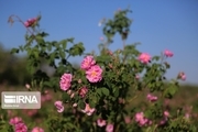 بیش از ۴۰۰ تُن گل محمدی در جنوب کرمان برداشت شد