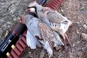 شکارچیان سه قطعه کبک در طارم دستگیر شدند