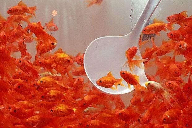 دامپزشکی آستارا: شهروندان ماهی قرمز را از مراکز مجاز خریداری کنند