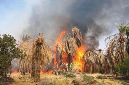 خسارت 300 میلیونی آتش سوزی در باغ های میناب