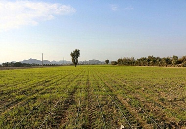 کردستان در گسترش و توسعه پروژه ایکاردا موفق عمل کرد