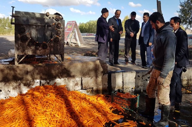 بیش از50 درصد هویج آذربایجان شرقی در بستان آباد تولید می شود