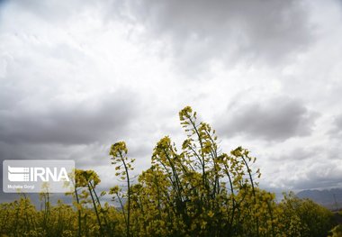 بارش تگرگ به بیش از ۱۰ هکتار از مزارع کلزای مهاباد خسارت زد