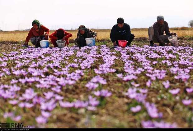 برداشت زعفران در خرم آباد آغاز شد