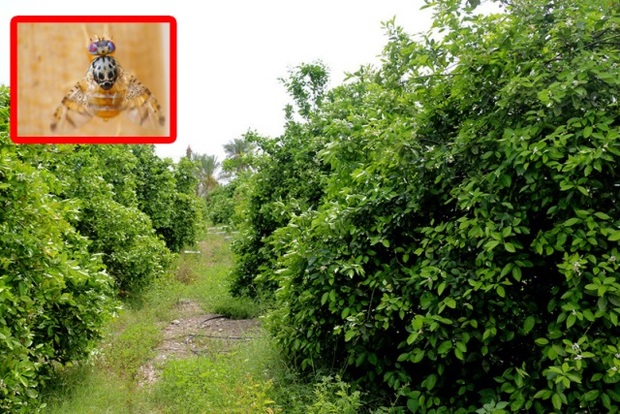 300 هکتار باغ در جنوب کرمان به آفت مگس مدیترانه ای آلوده شد