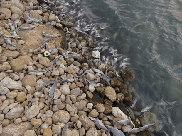 صدها کوسه ماهی تلف شده درساحل جزیره شیف بوشهر زنگ خطر برای انقراض نسل این آبزی