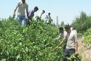 آفت زدائی از دو هزار هکتار از باغات انگور ملکان
