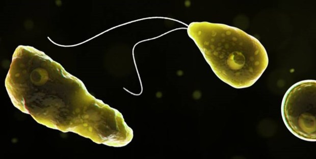 کشته شدن یک نفر دیگر در اثر آمیب مغزخوار!