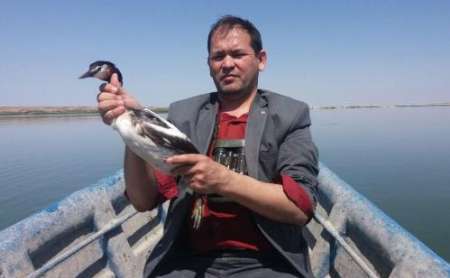 آزادسازی پرنده 'کشیم بزرگ' از تور ماهیگیران غیرمجاز در گنبدکاووس