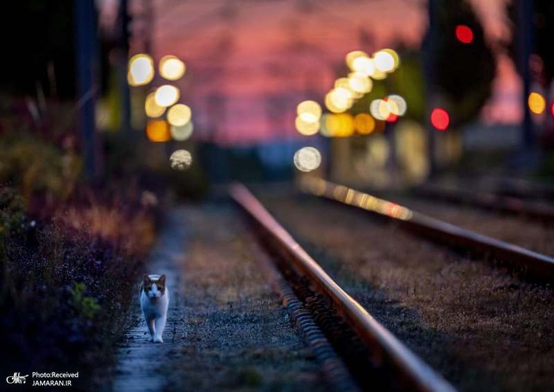 منتخب تصاویر امروز جهان- 15 مرداد