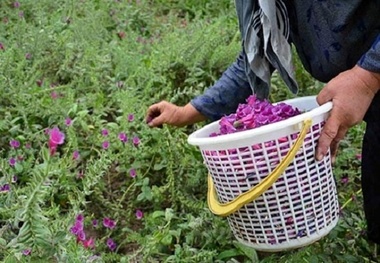 گل و گیاه در اقتصاد داخلی و خارجی نقش بسزایی دارد