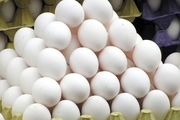 رییس اتحادیه: قیمت تخم مرغ کاهش می یابد