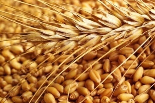 ۱۰ هزار تن بذر غلات در قزوین تولید می‌شود