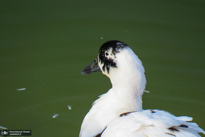 دریاچه مصنوعی جوان قم