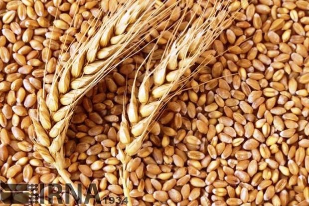 ۱۹۲ هزار تُن گندم در آذربایجان‌غربی ذخیره شده‌است