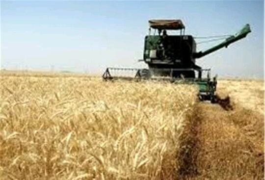 عملیات برداشت مکانیزه مزارع غلات و کلزا در استان البرز آغاز شد