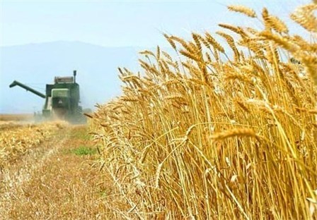 رئیس جهاد کشاورزی خوزستان: خرید یک میلیون و 340 هزار تن گندم از کشاورزان خوزستانی