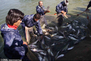 صید ماهی حلواسفید در آب‌های خوزستان آزاد شد
