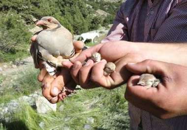 بازگرداندن جانوران به محیط زیست فارس