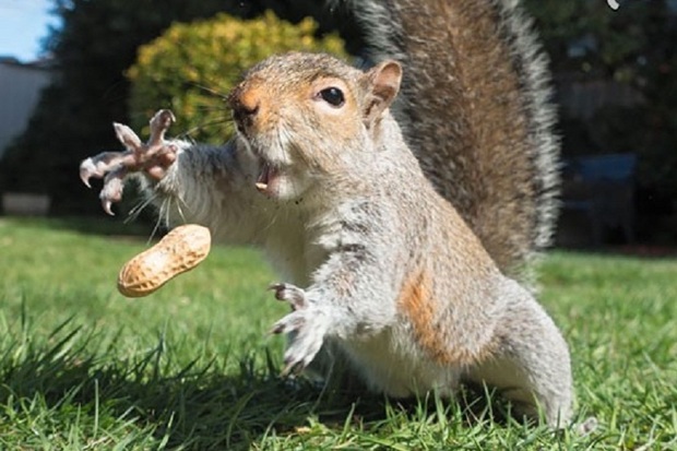 سنجابهای غیربومی، باغ های سنتی قزوین را تهدید می کنند
