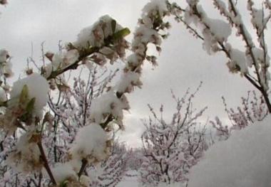 باغداران سمنان چشم انتظار تسهیلات جبران خسارت هستند