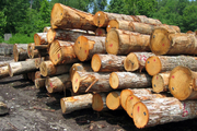 چهار تن چوب قاچاق در آستانه اشرفیه کشف شد