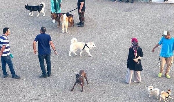 سگ گردانی در ۶ شهر بزرگ ایران ممنوع شد + اسامی