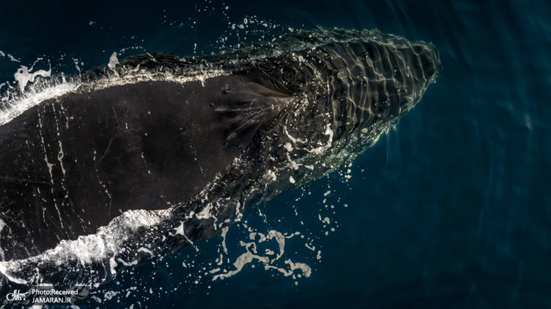 منتخب تصاویر امروز جهان - 16 اسفند 1403