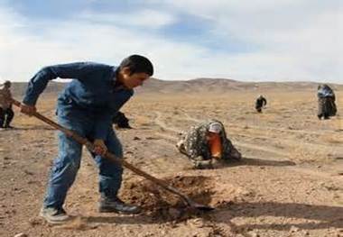 عملیات بیابان‌زدایی در مناطق بیابانی شمال اردکان آغاز شد