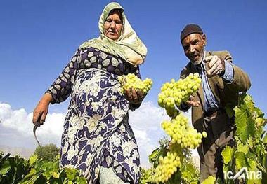 طرح های حوزه اشتغال روستایی حمایت می شوند