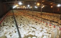 ۱۳هزار قطعه مرغ مبتلا به آنفلوآنزا در همدان معدوم شد