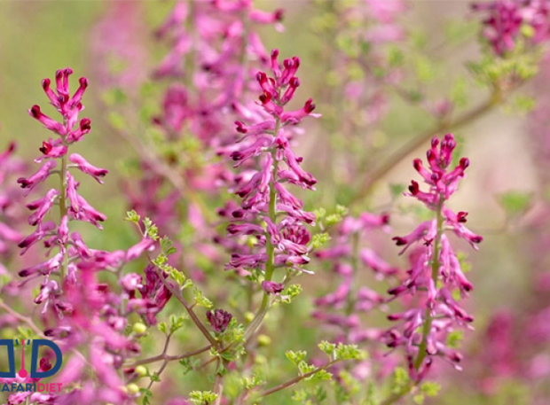 شاه کلید رفع مشکلات گوارشی
