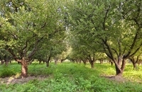  فیروزکوه، نگین گردشگری تهران  (1)